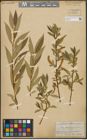 Foto von Salix alba L. x Salix pentandra L.